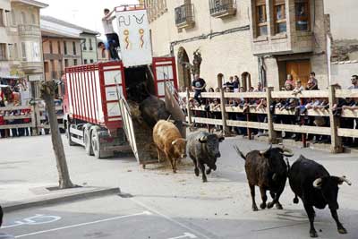 Lachers de taureaux  Arguedas.