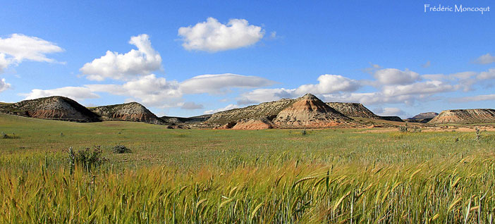 Bardenas vertes