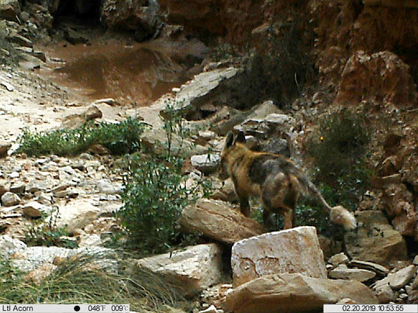 Un renard atteint de la teigne.