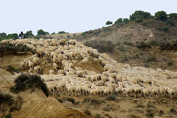 Transhumance Bardenas-Pyrnes.