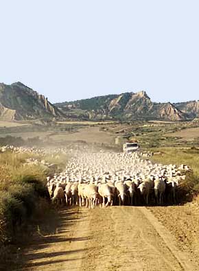 Dans la Bardena Blanca Alta.