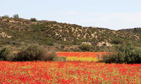 La Bardena rouge.