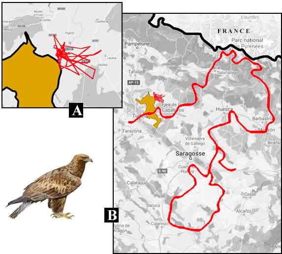 Cartes déplacement des aigles.