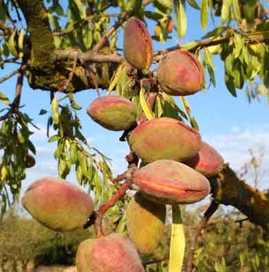 Amandes.