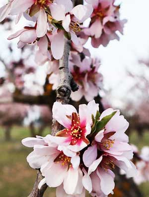 Fleurs d'amandiers.