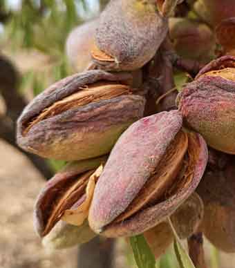 Amandes des Bardenas.