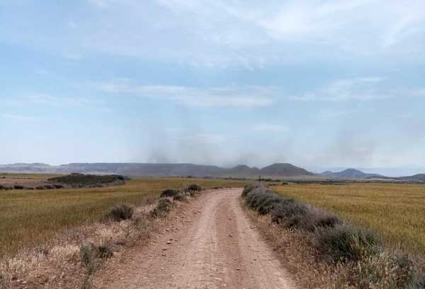 Insectes dans le désert des Bardenas.