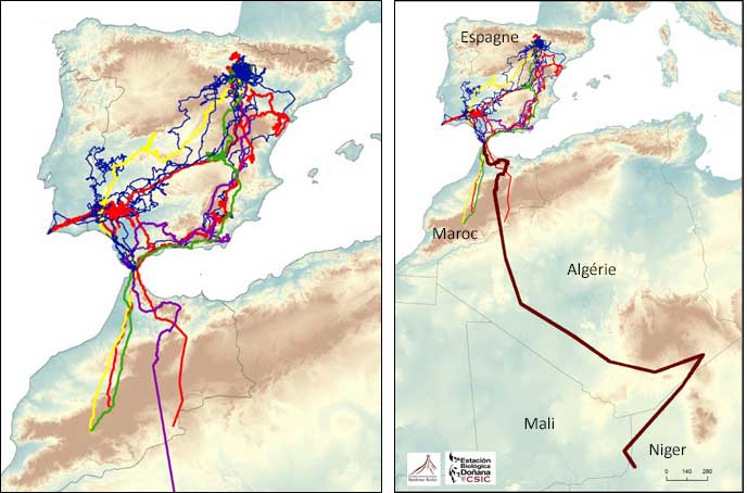 Migration des vautours des Bardenas.