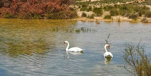 De majestueux oiseaux blancs.