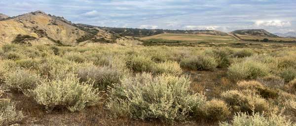 Atriplex halimus dans les Bardenas.