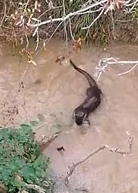 Loutre 1