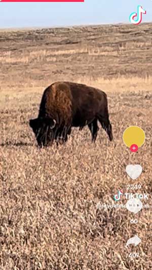 Le bison.