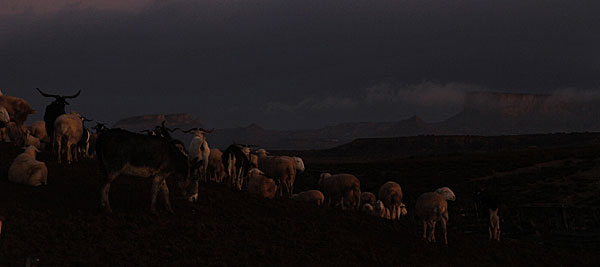 Solitude nocturne du bétail.