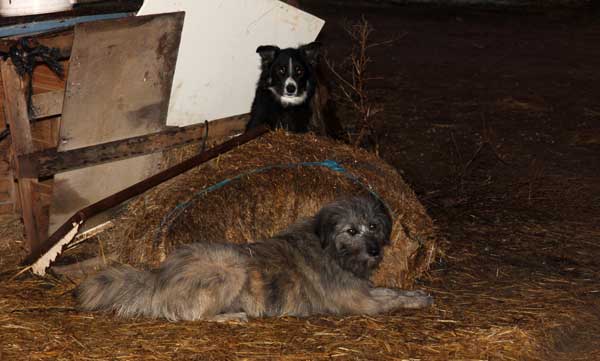 Chiens de garde.