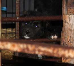 Le chiot.