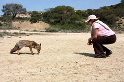 Rencontre avec un renard.