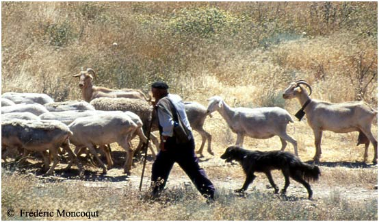 Un vieux berger bardenero.