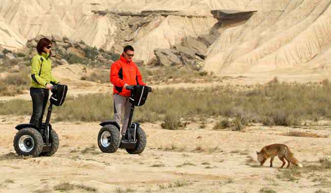 Segway et renard, la rencontre.