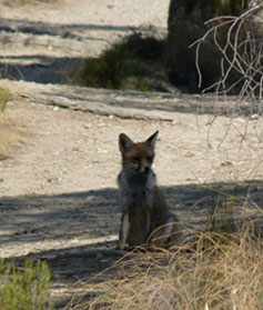 Le renard.