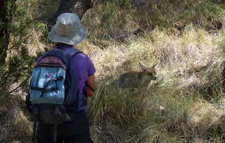 Rencontre du renard.