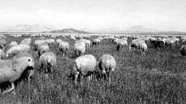 Brebis dans les Bardenas.