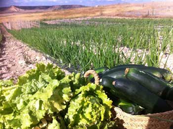 La huerta de Ruben, dans le dsert des Bardenas.