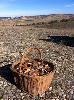 Champignons Bardenas.