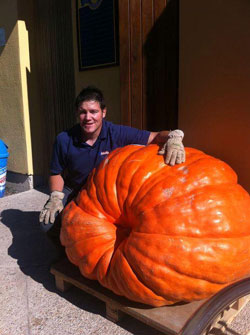 Citrouilles Bardenas.