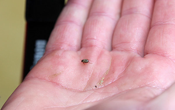 L'insecte est très petit.