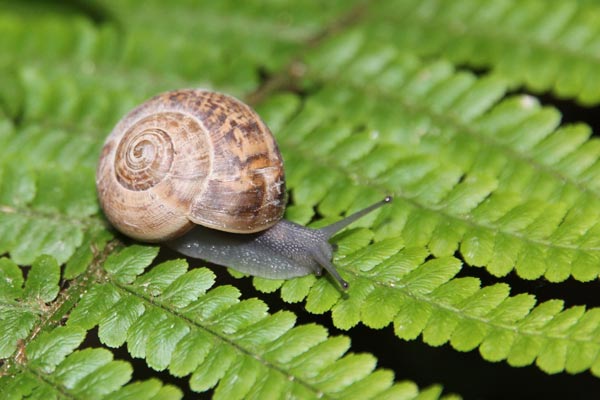 Les escargots sont nombreux en ce lieu.